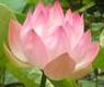 Ground lotus flower is offered to Godess Shri Bhavani