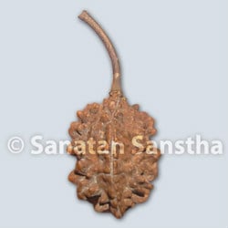 Real Rudraksha