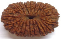 Wooden Rudraksha