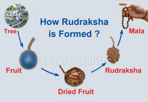 Formation of Rudraksha !