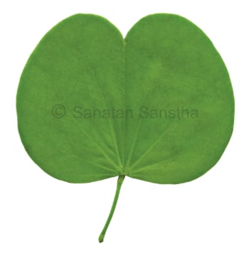 Apta leaf