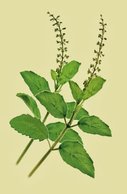 tulsi250.jpg