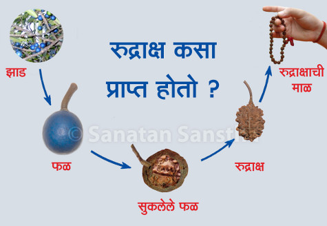 रुद्राक्ष प्राप्त होण्याची प्रक्रिया